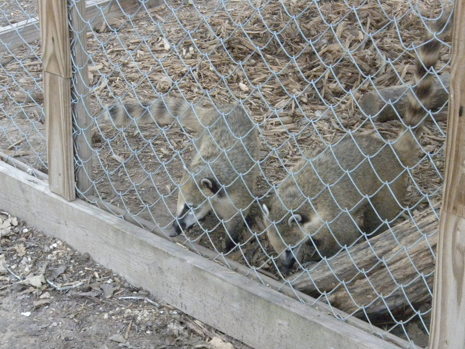 Andean Ring-Tailed Coati