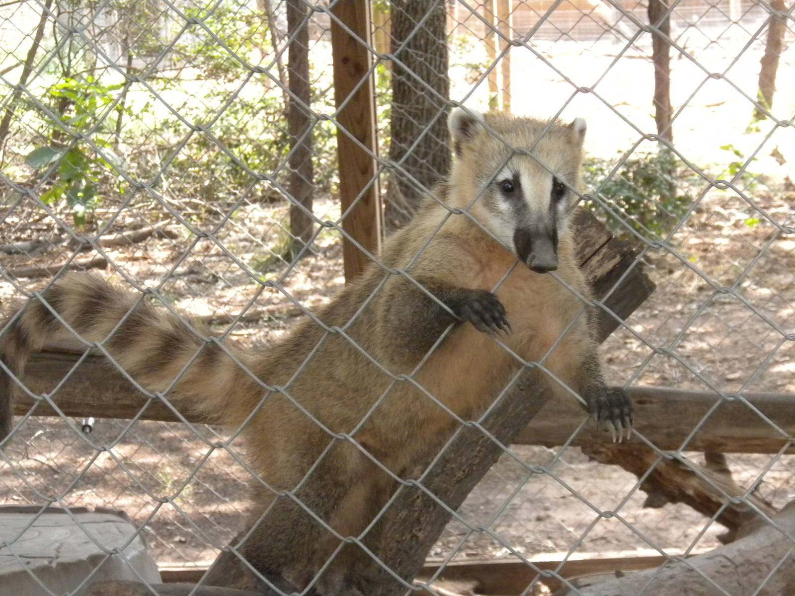 Andean Ring-Tailed Coati