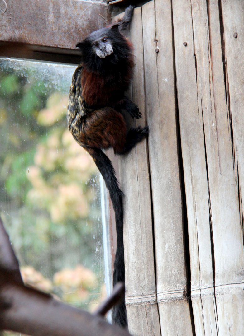 Andean saddle-back tamarin (Saguinus leucogenys) or Red-mantle saddle-back tamarin (Saguinus lagonotus) Species ID?