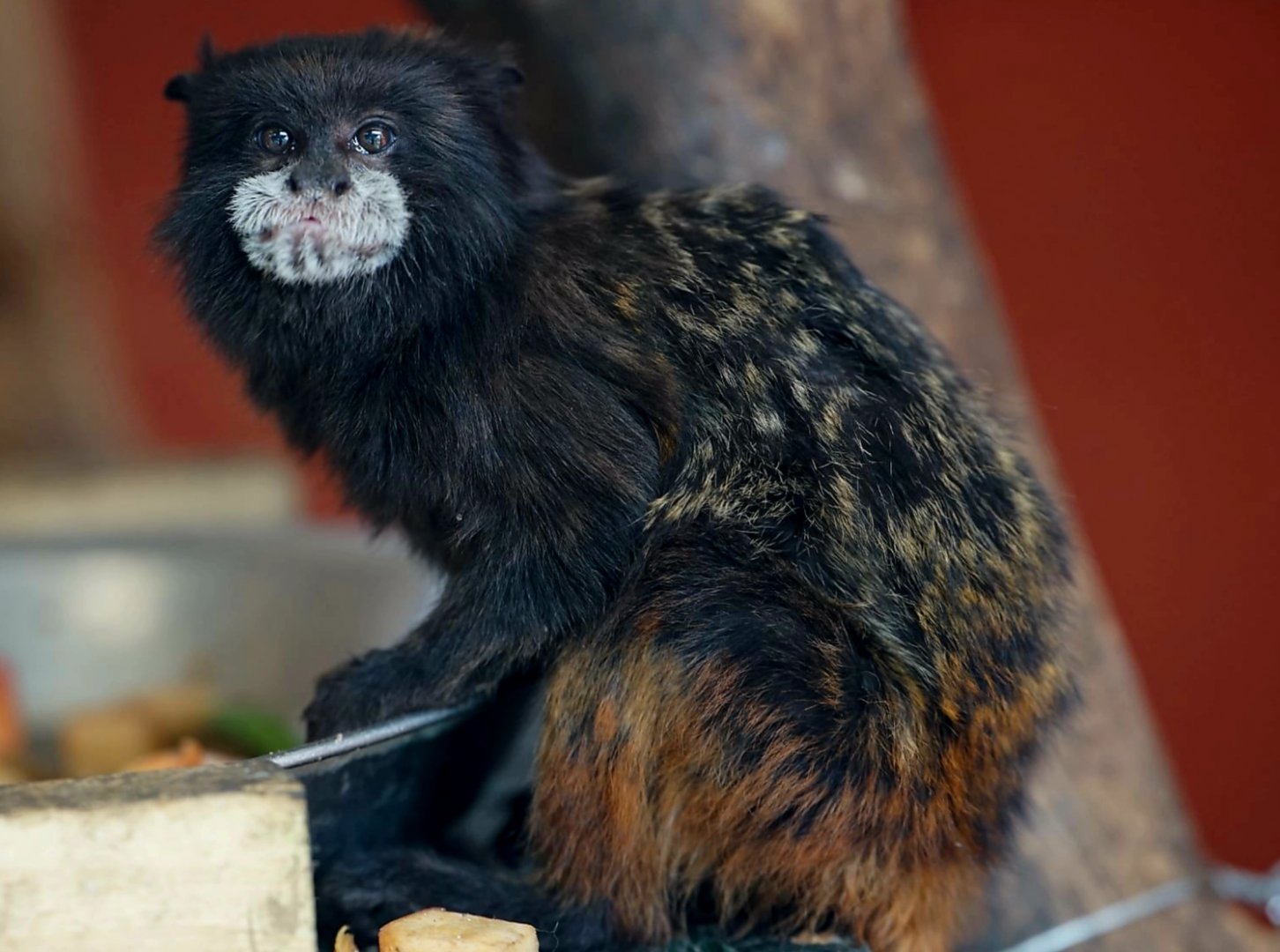 Andean saddle-back tamarin