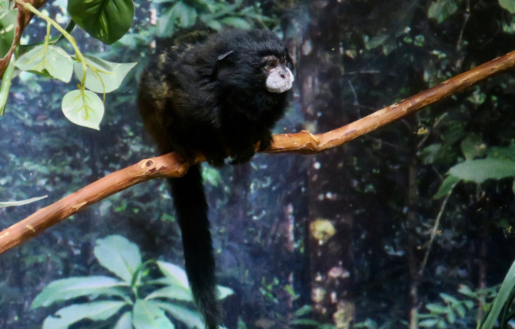 Andean Saddleback Tamarin (Leontocebus leucogenys) "Stinky"
