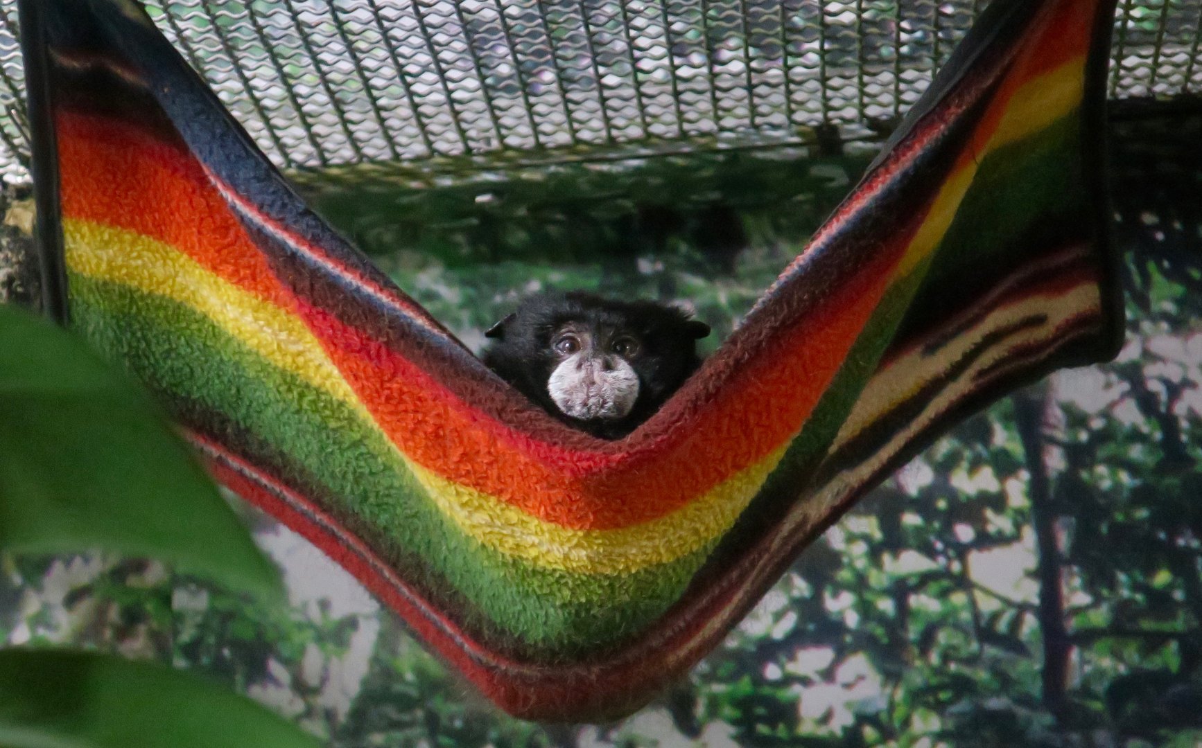Andean Saddleback Tamarin (Leontocebus leucogenys) "Stinky"