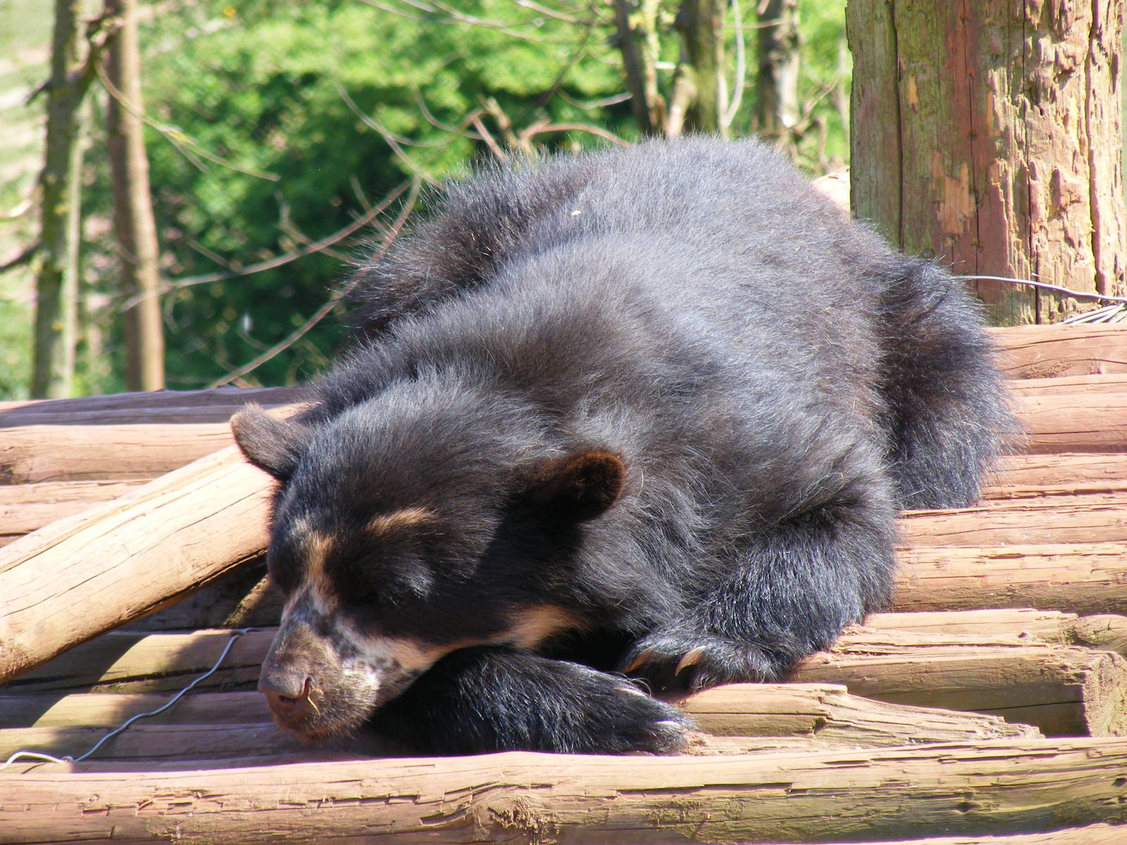 Andean (spectacled) bear at South Lakes Wild Animal Park, 23 May 2010