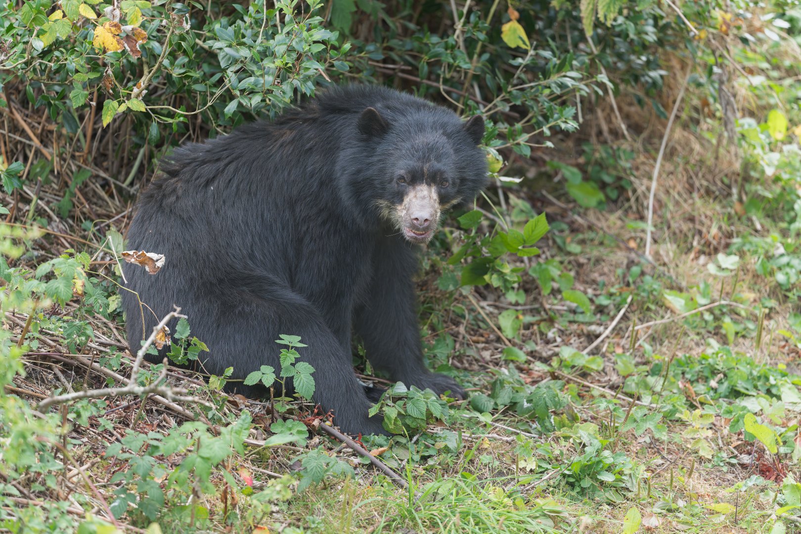 Andean / Spectacled Bear, Chester, UK