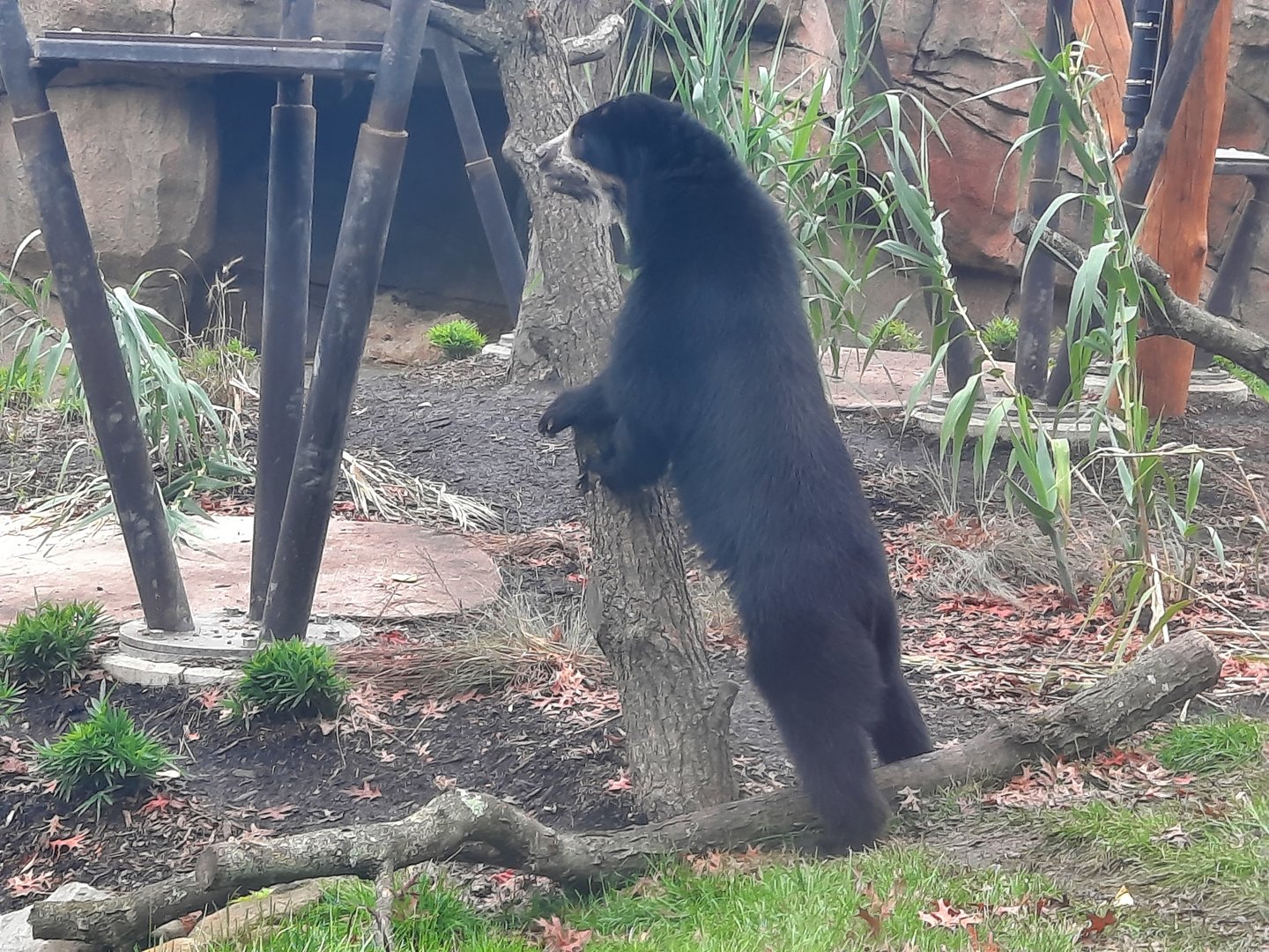 Andean (Spectacled) Bear Standing