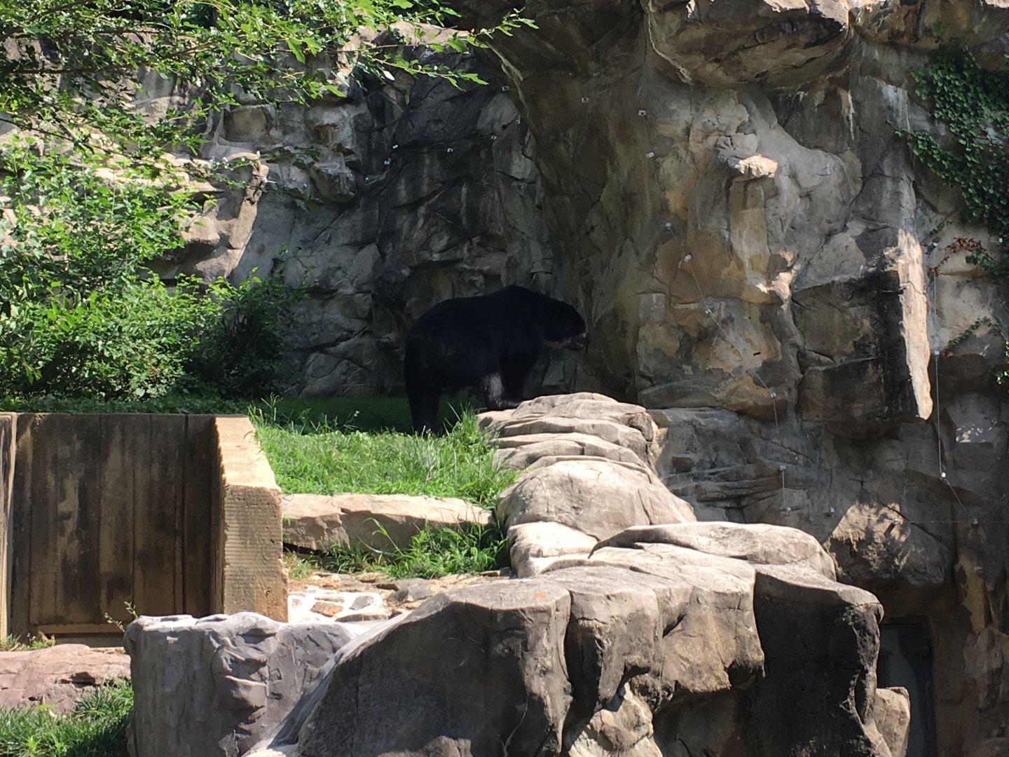Andean (spectacled) bear