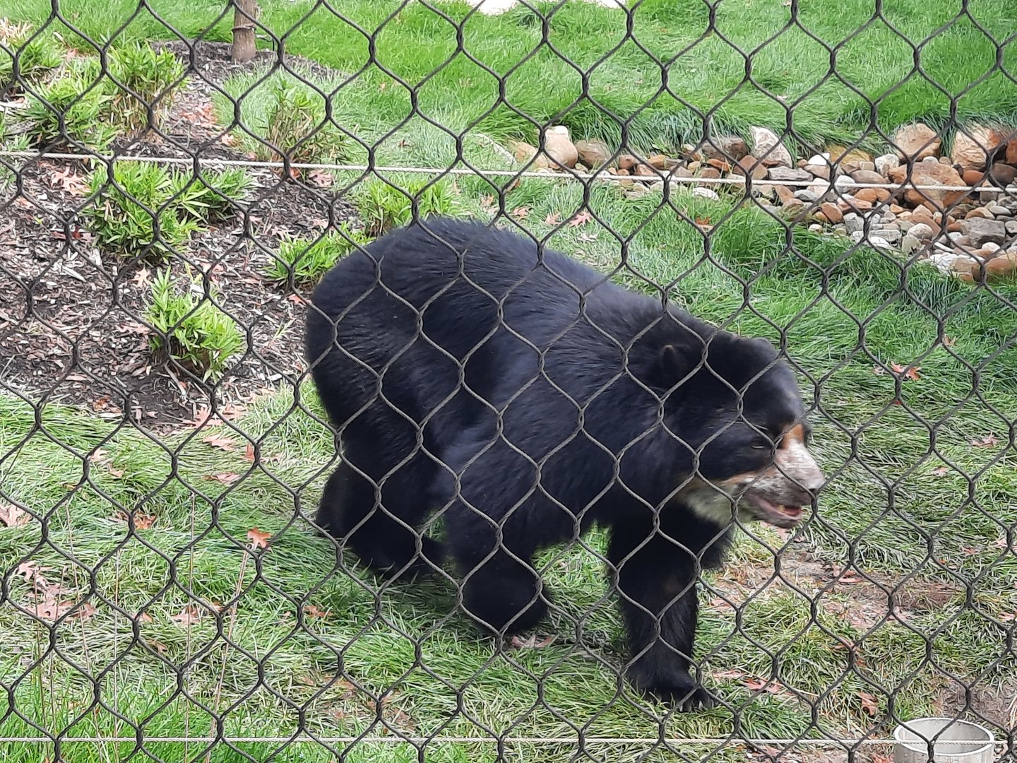 Andean (Spectacled) Bear