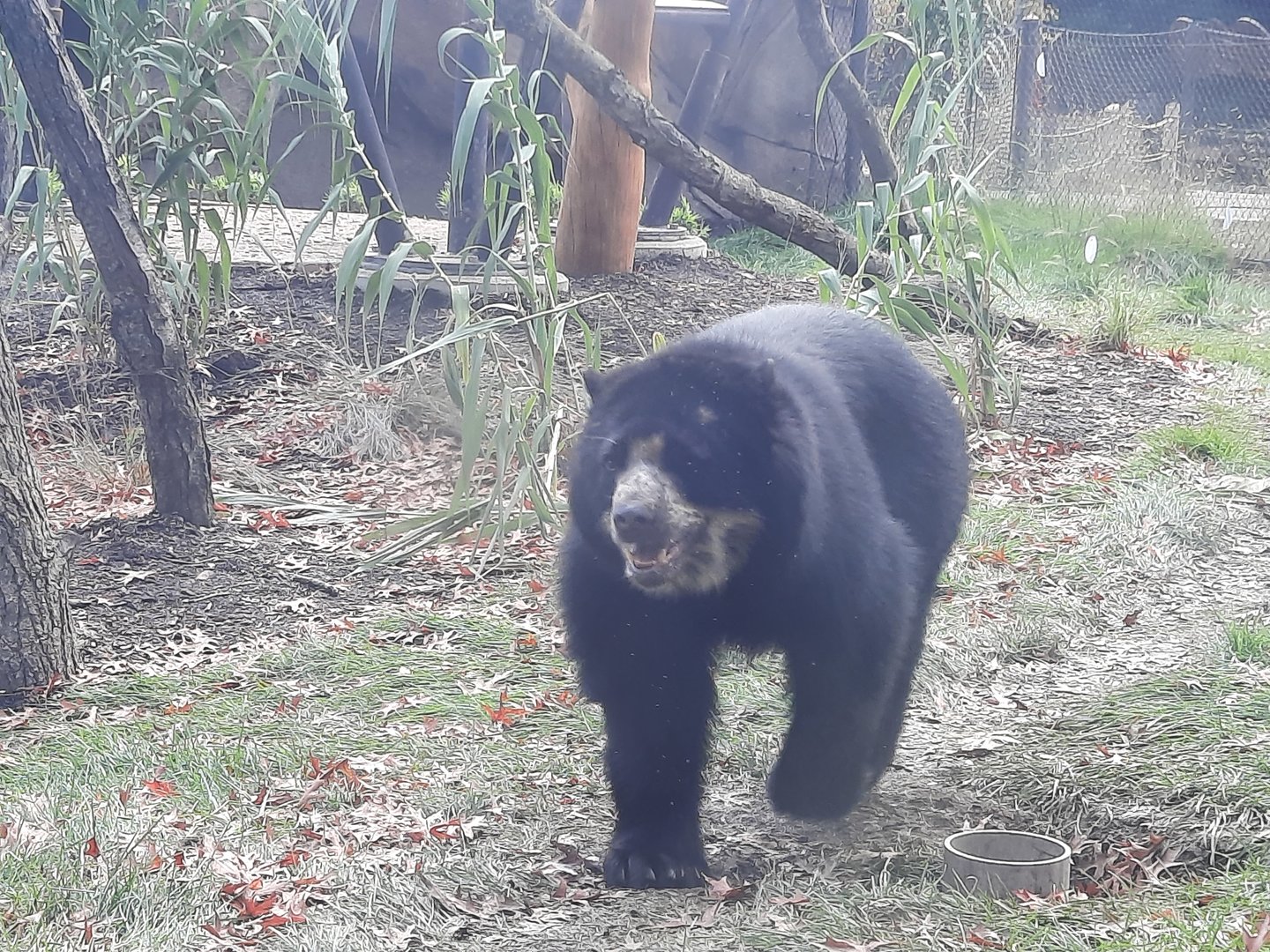 Andean (Spectacled) Bear