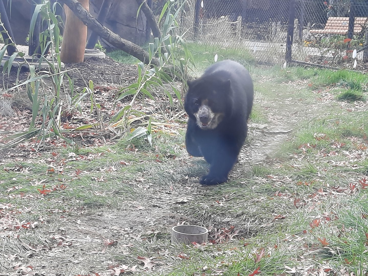 Andean (Spectacled) Bear