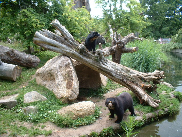 Andean (Spectacled) Bears at Jersey Zoo, 7 August 2003