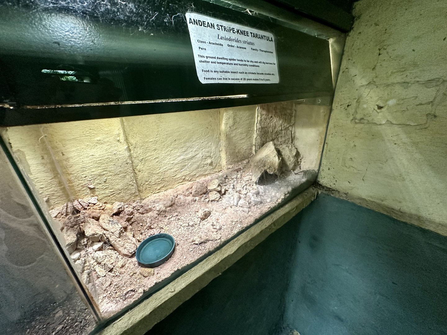 Andean Striped-knee Tarantula Exhibit 1