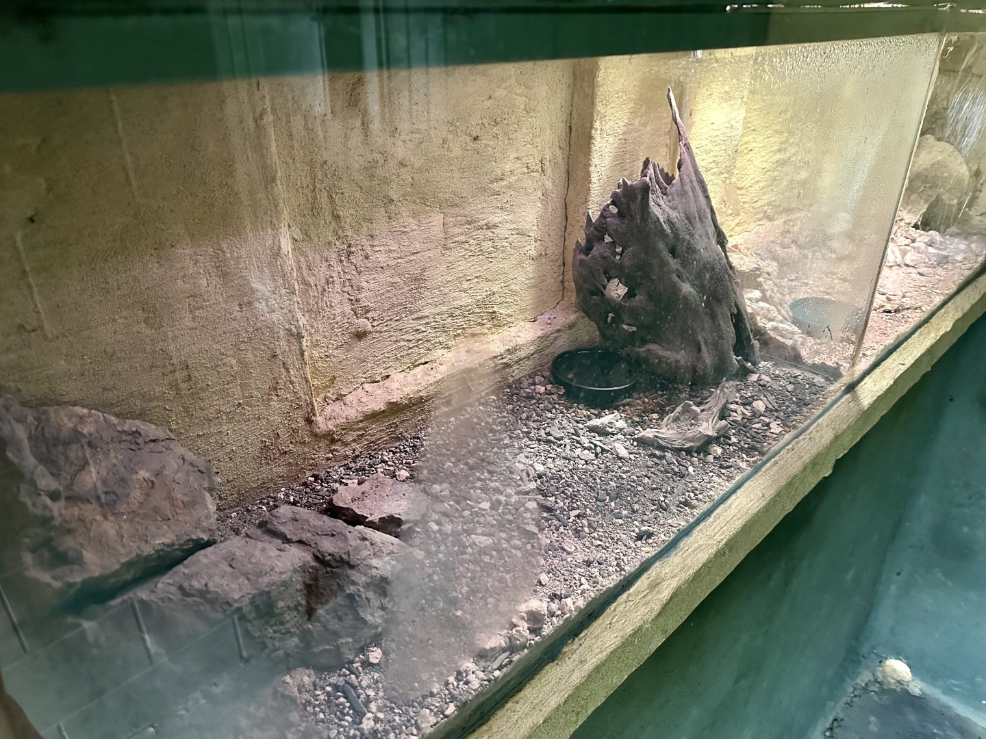 Andean Striped-knee Tarantula Exhibit 2