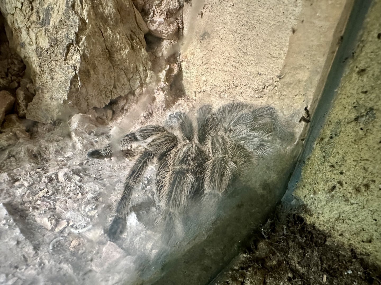 Andean striped-knee tarantula (Lasiodorides striatus)