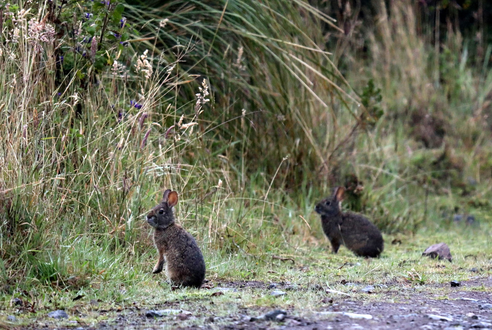 Andean tapeti (Sylvilagus andinus)