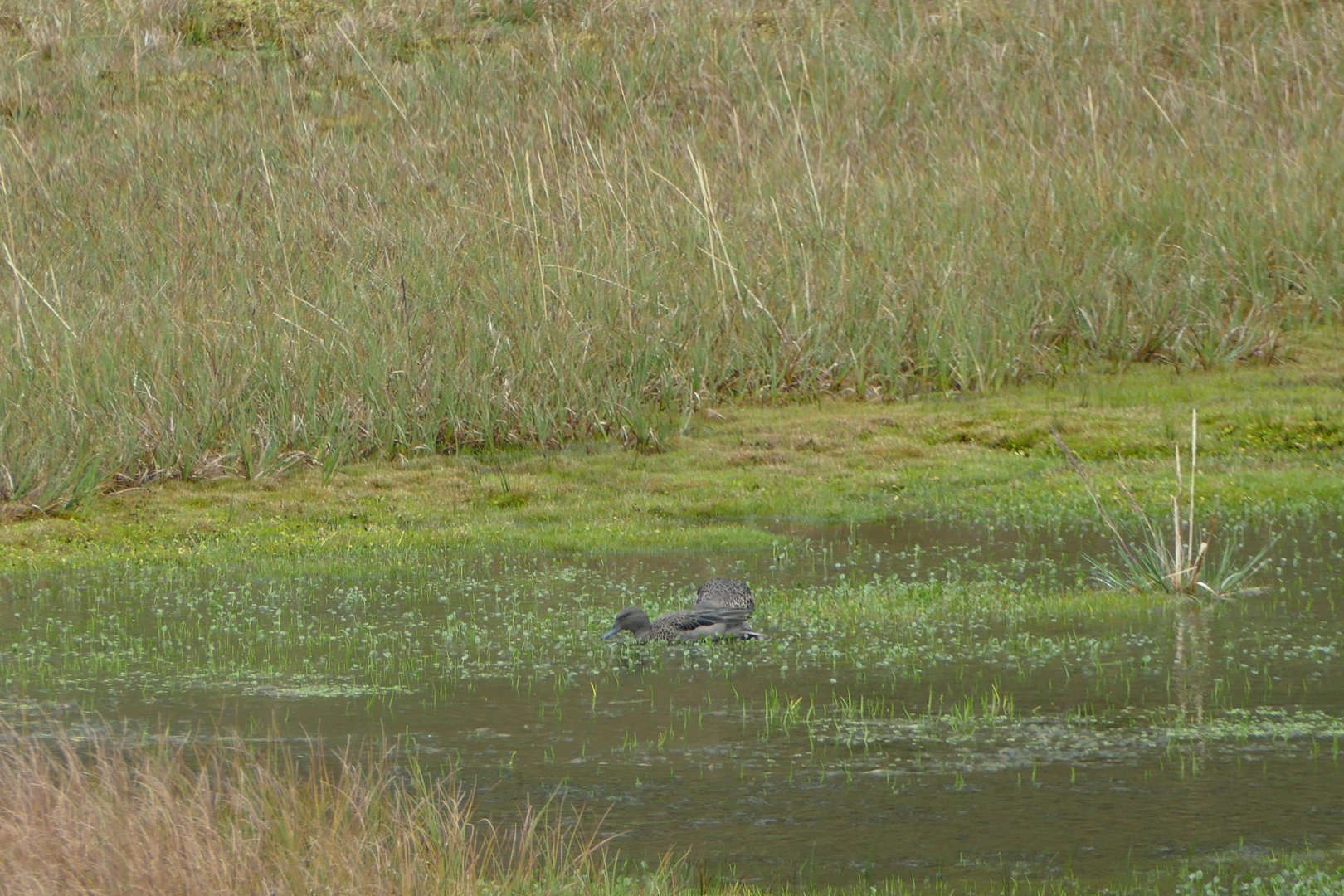 Andean Teal
