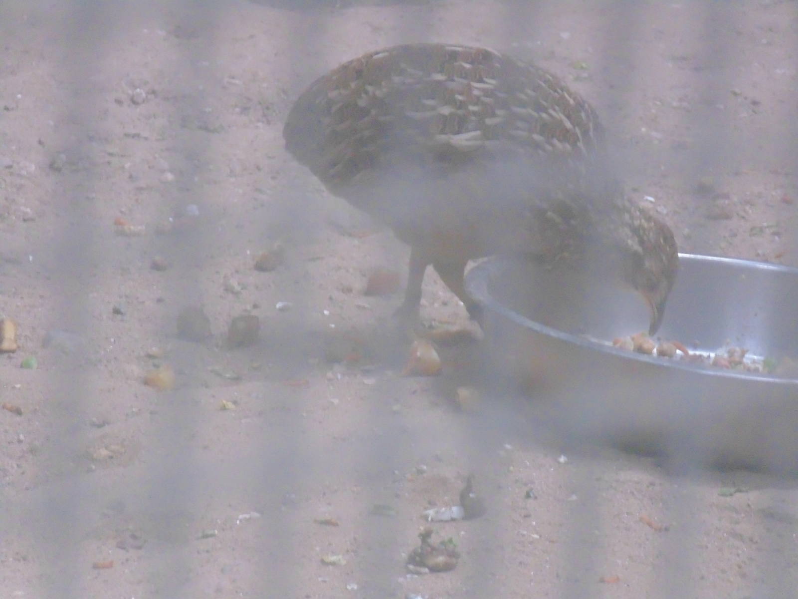 Andean Tinamou eating