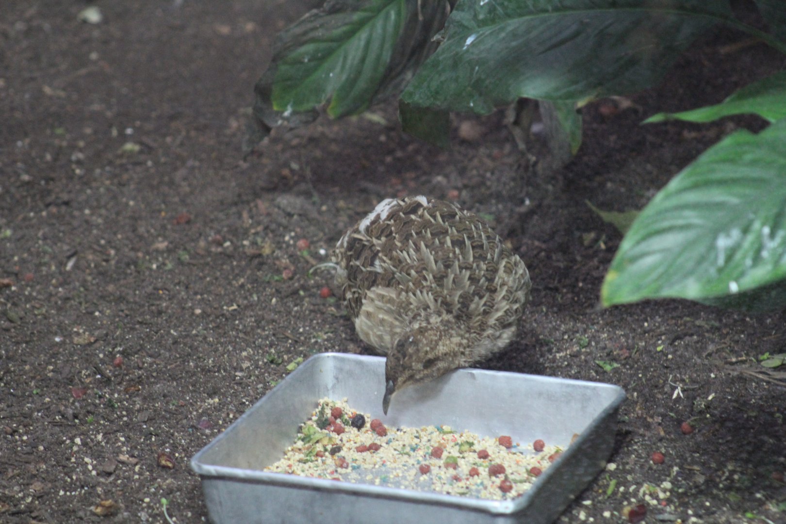 Andean Tinamou (Nothoprocta pentlandii)