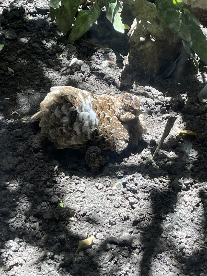 Andean tinamou (Nothoprocta pentlandii)