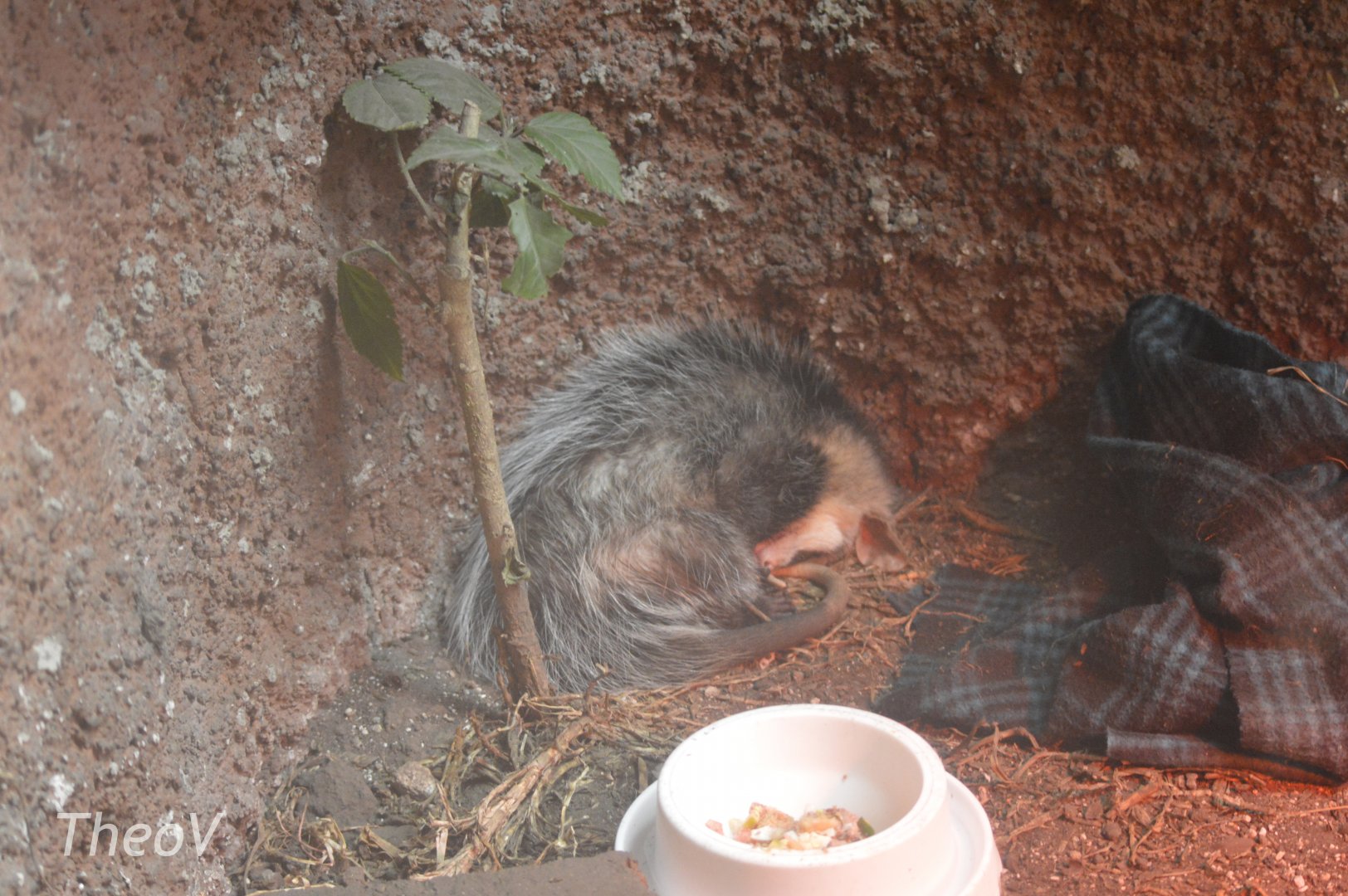 Andean white-eared opossum [2019]