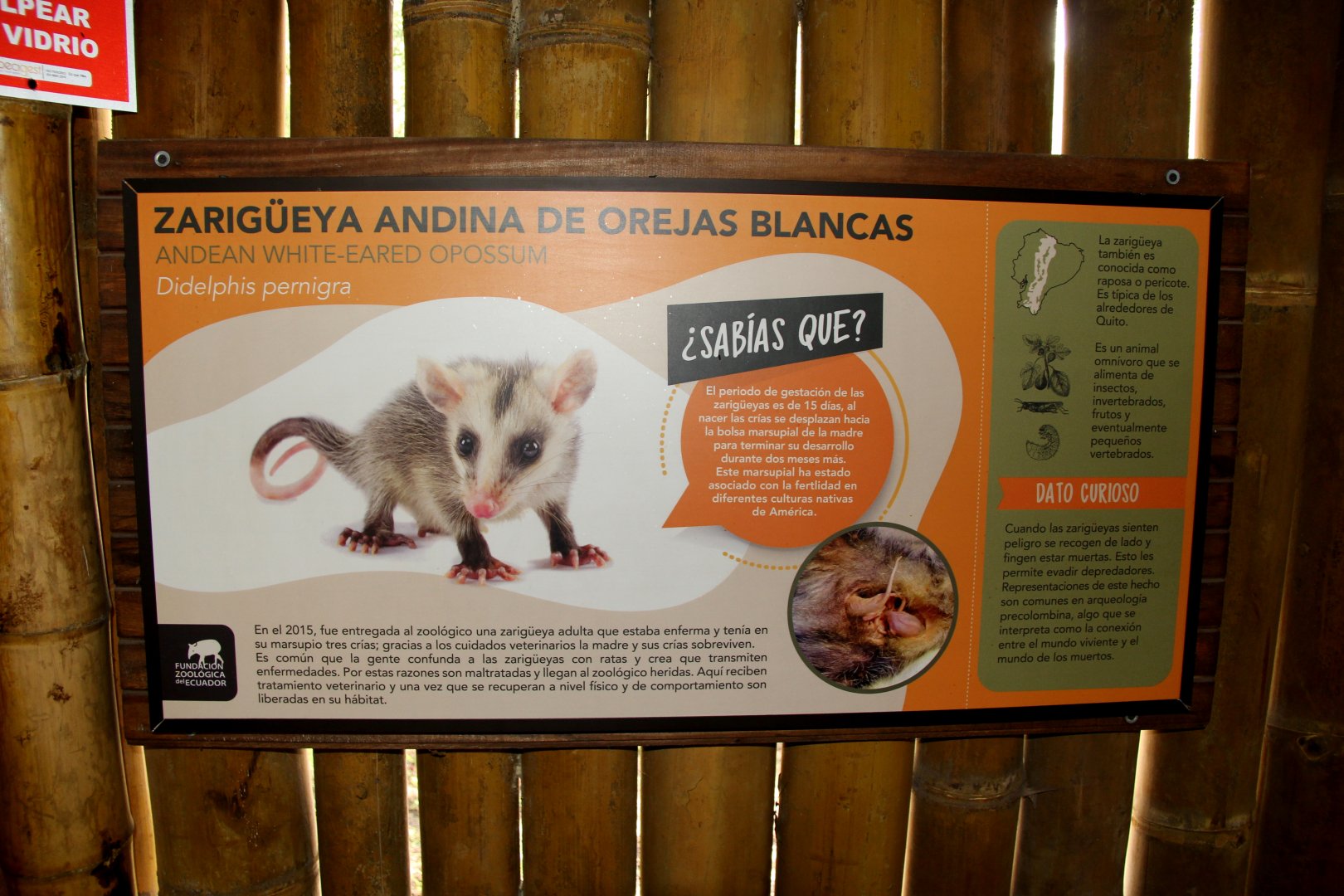 Andean white-eared opossum (Didelphis pernigra) sign