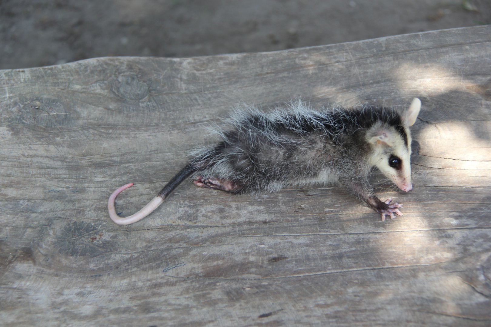 Andean white-eared opossum (Didelphis pernigra)
