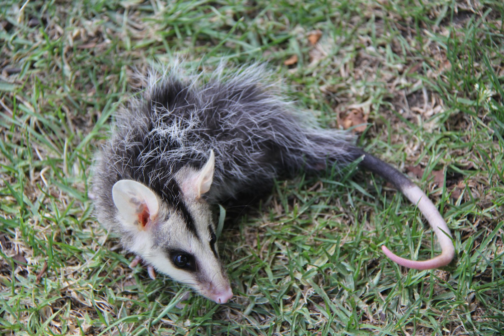 Andean white-eared opossum (Didelphis pernigra)