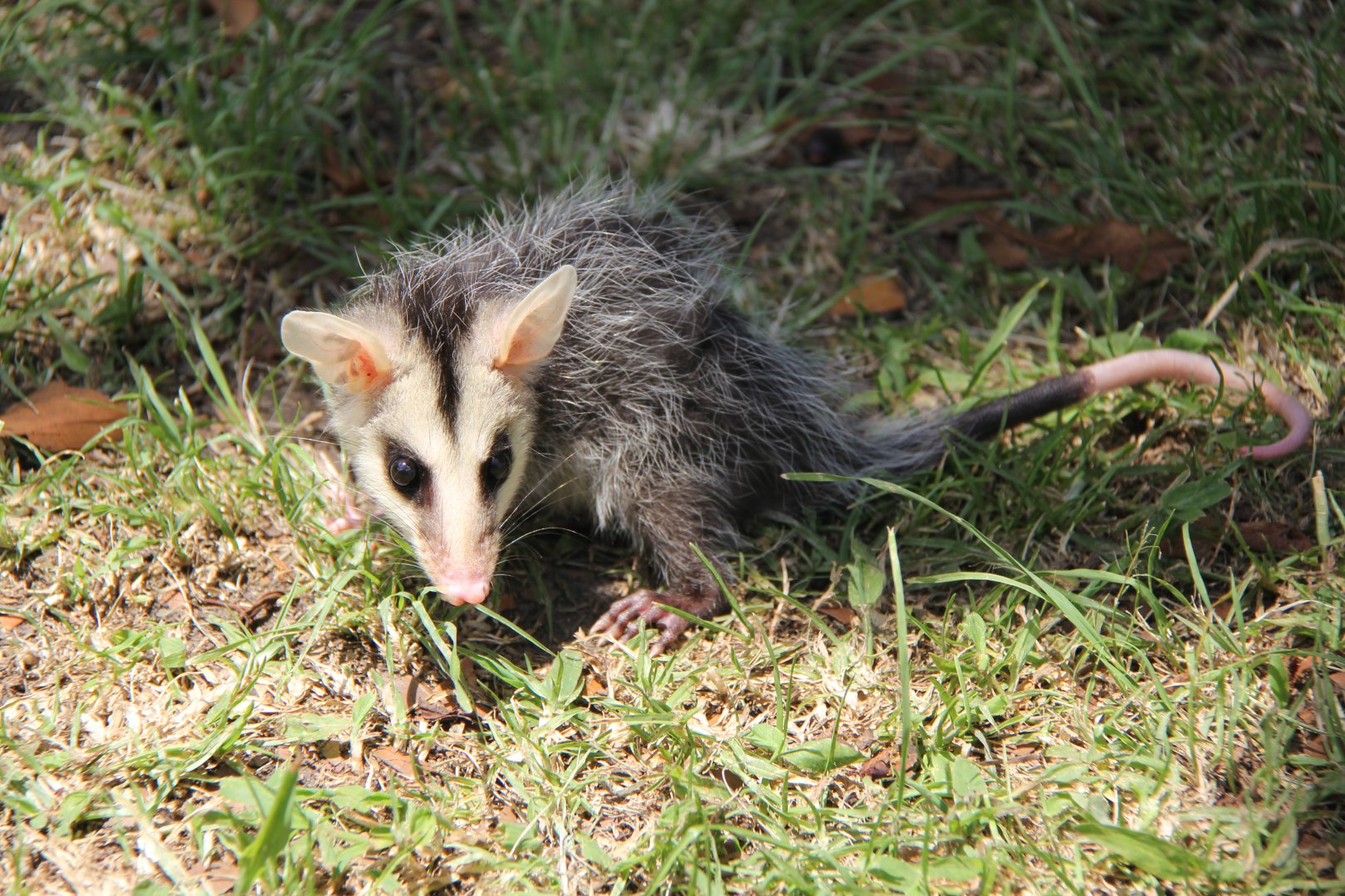 Andean white-eared opossum (Didelphis pernigra)