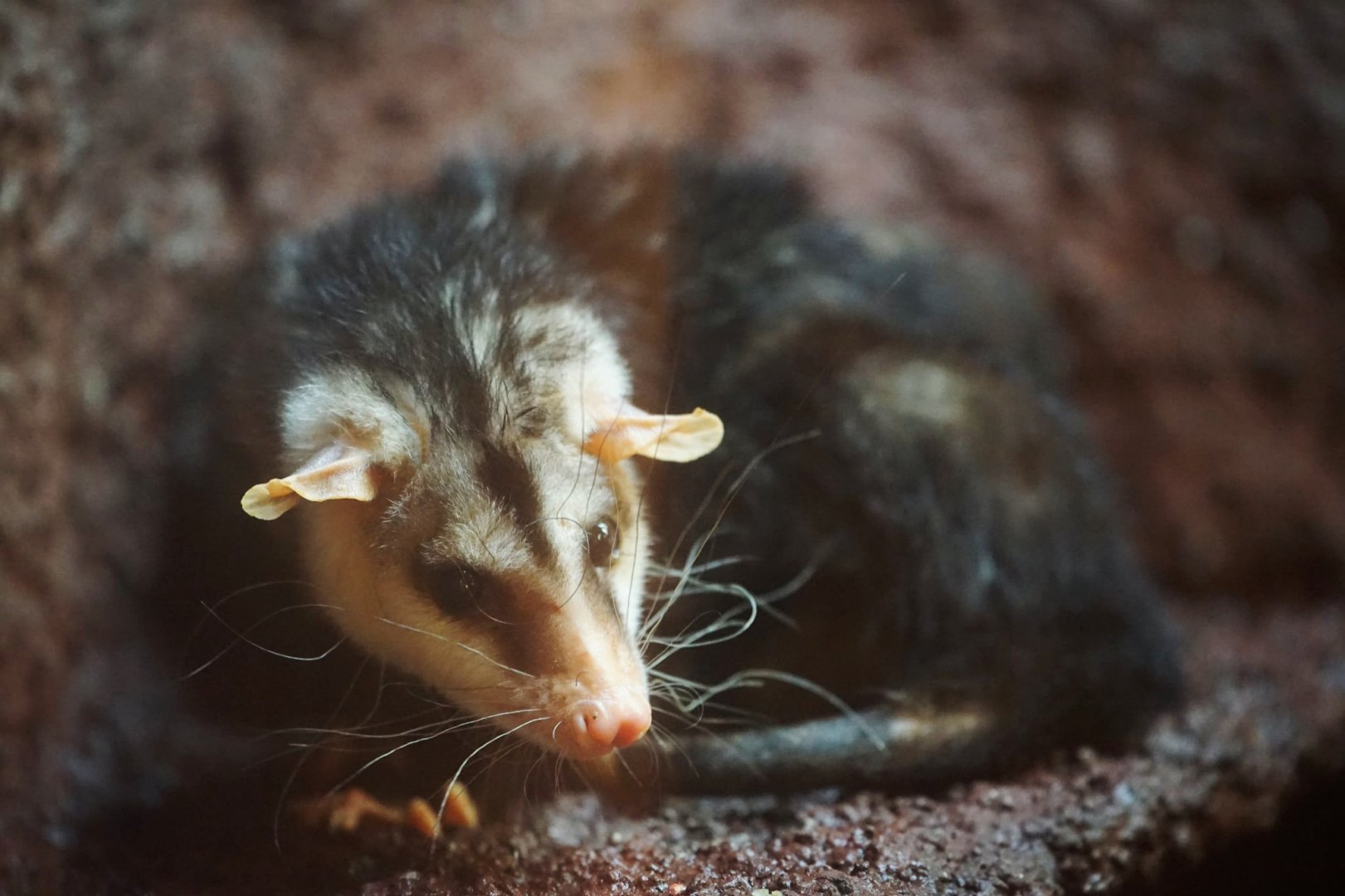 Andean White-eared opposum
