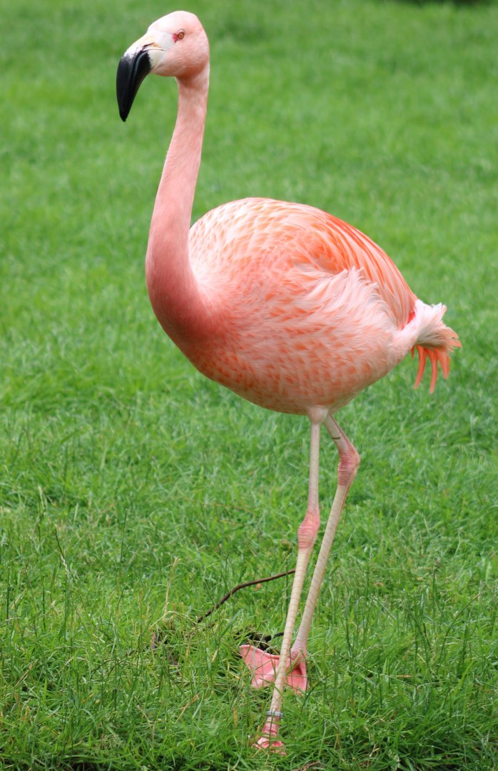Andean x Chilean flamingo hybrid