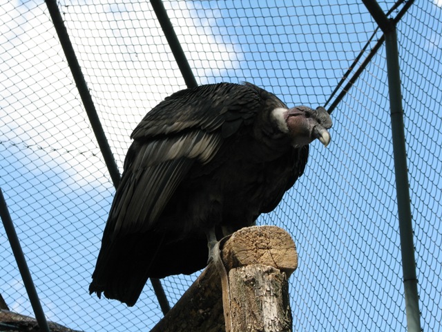 Andean_condor1