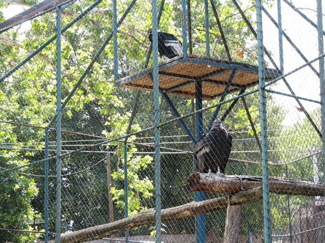 Andean_condors