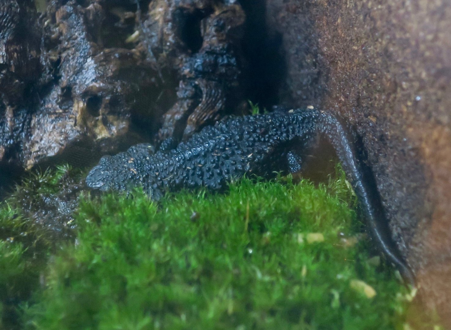 Anderson's Crocodile Newt (Echinotriton andersoni)
