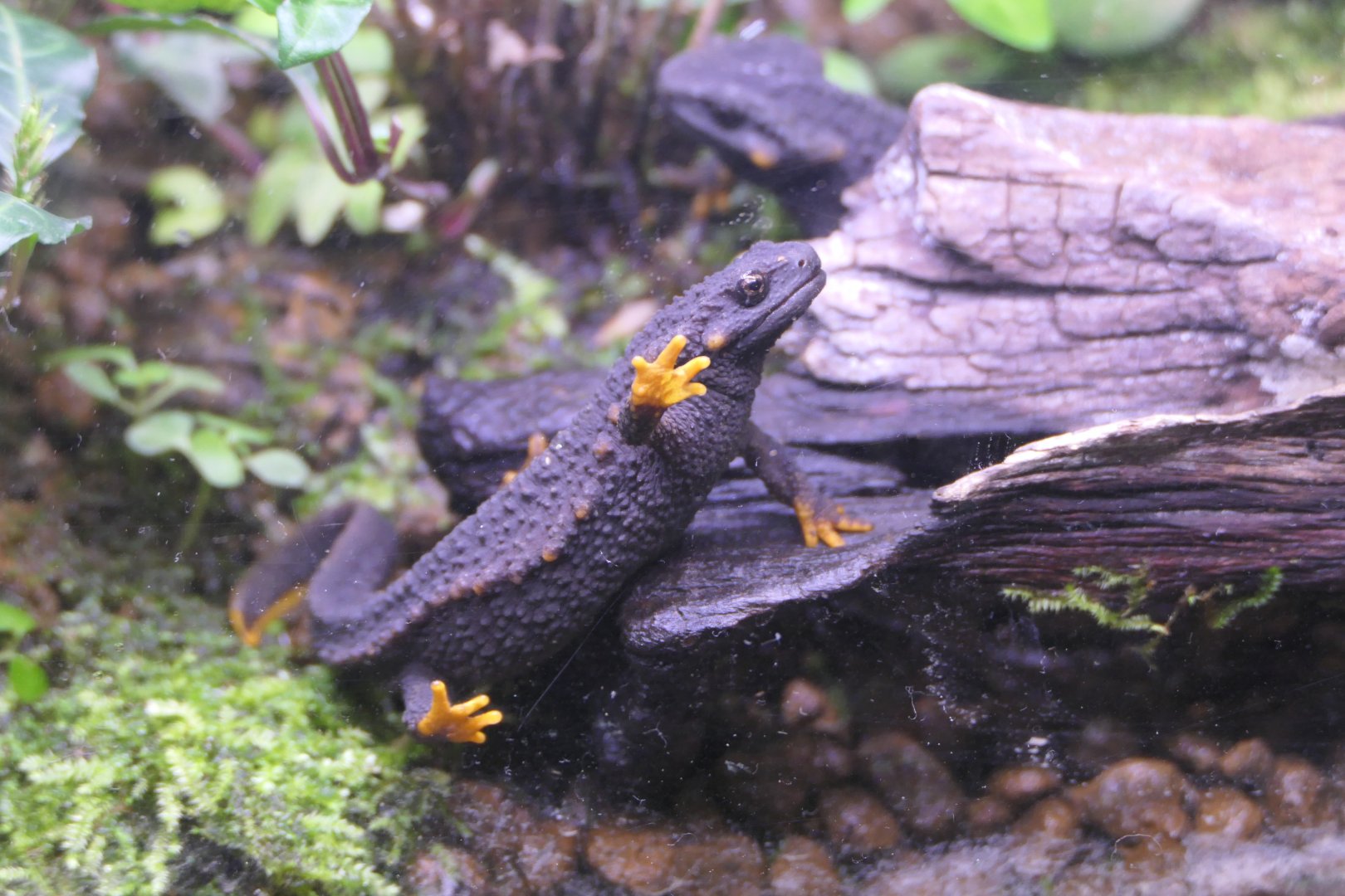 Anderson's Crocodile Newt (Echinotriton andersoni)