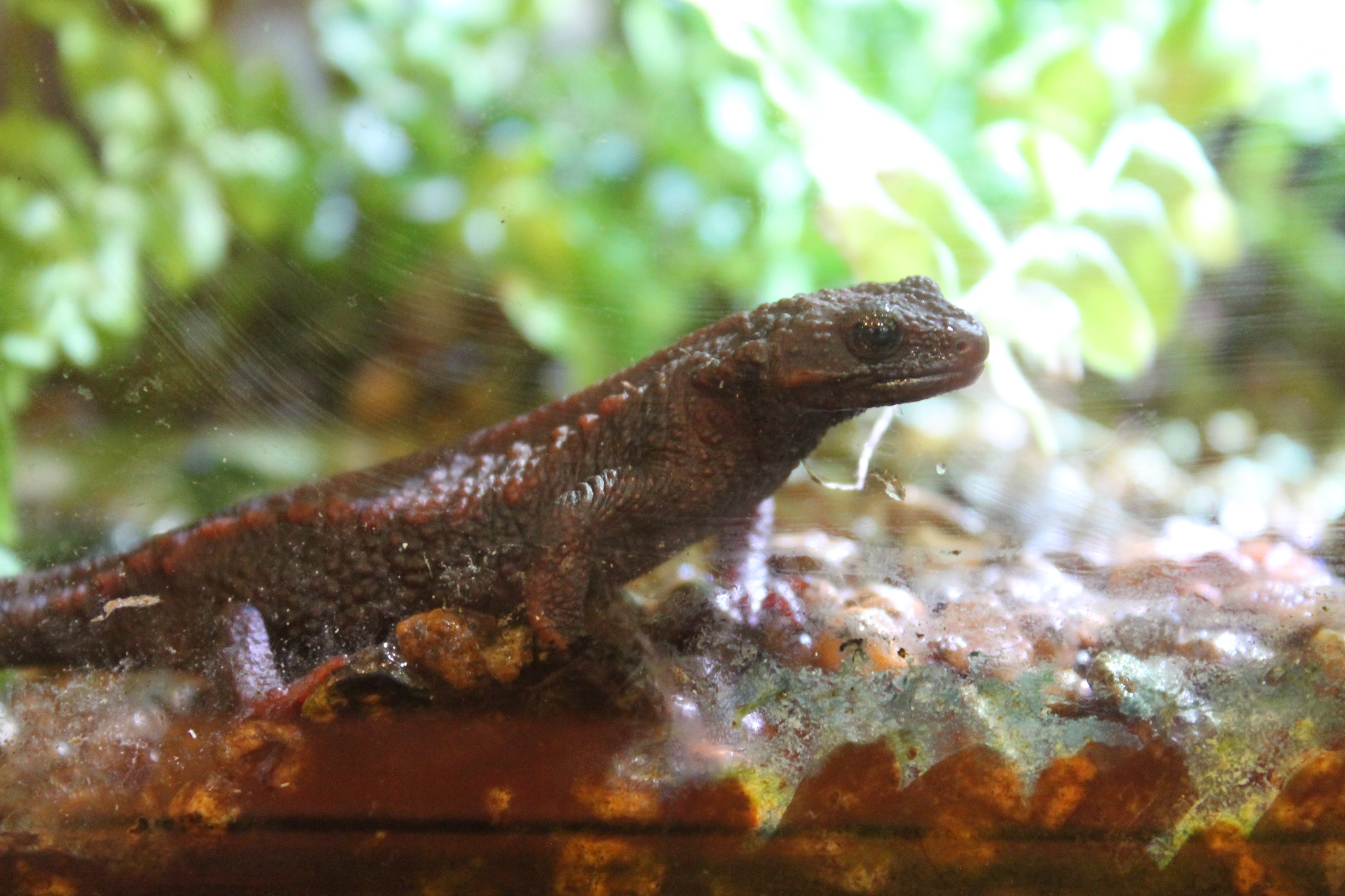 Anderson's Crocodile Newt (Echinotriton andersoni)