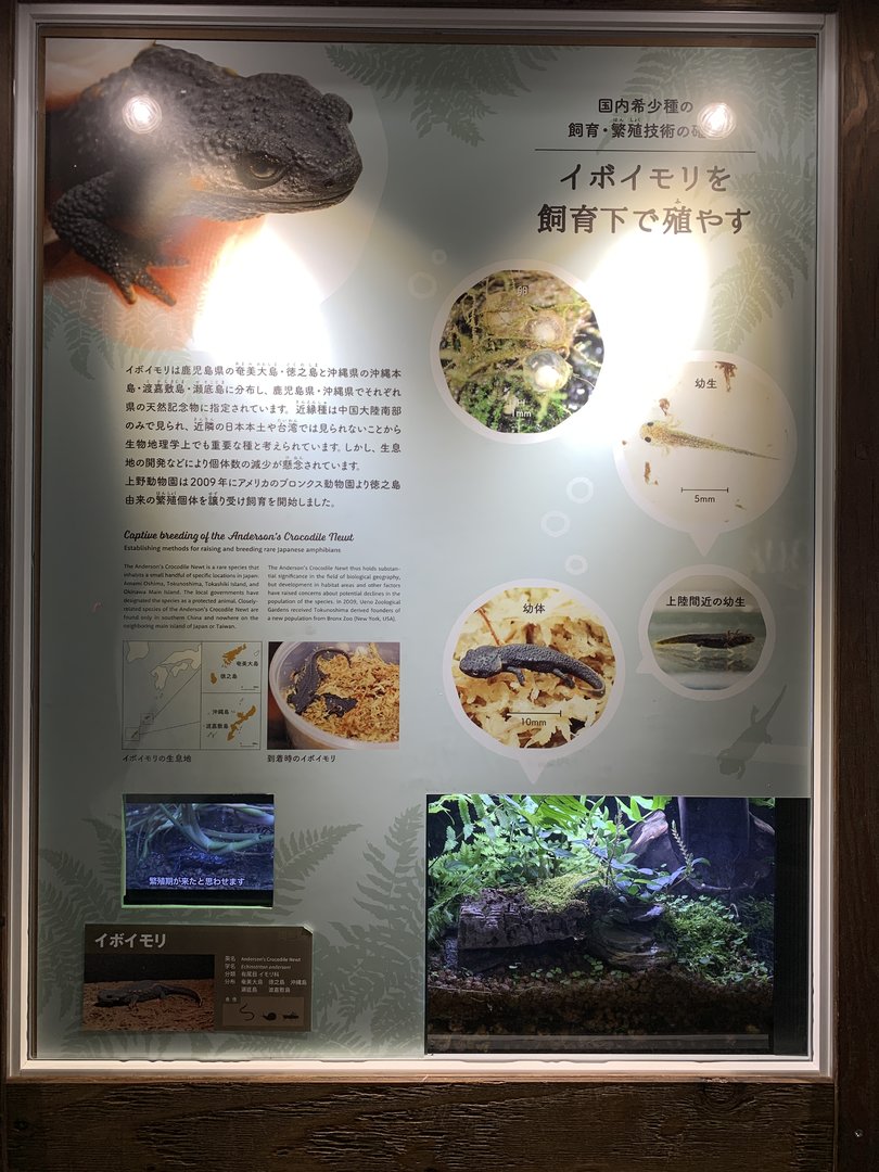 Anderson’s Crocodile Newt Exhibit