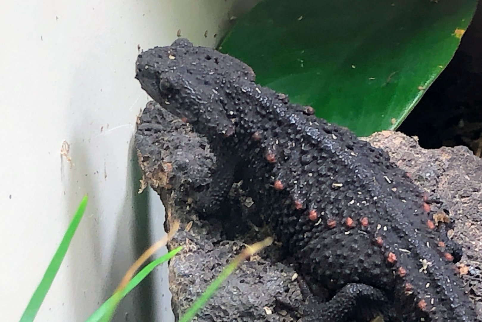 Anderson's Crocodile Newt