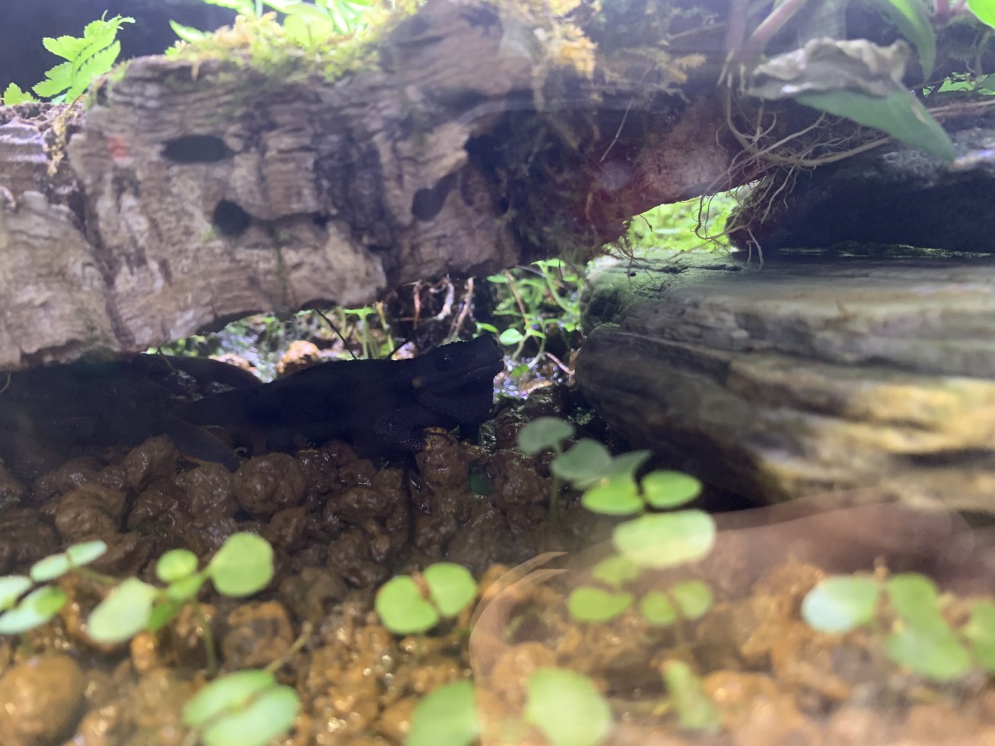 Anderson’s Crocodile Newt