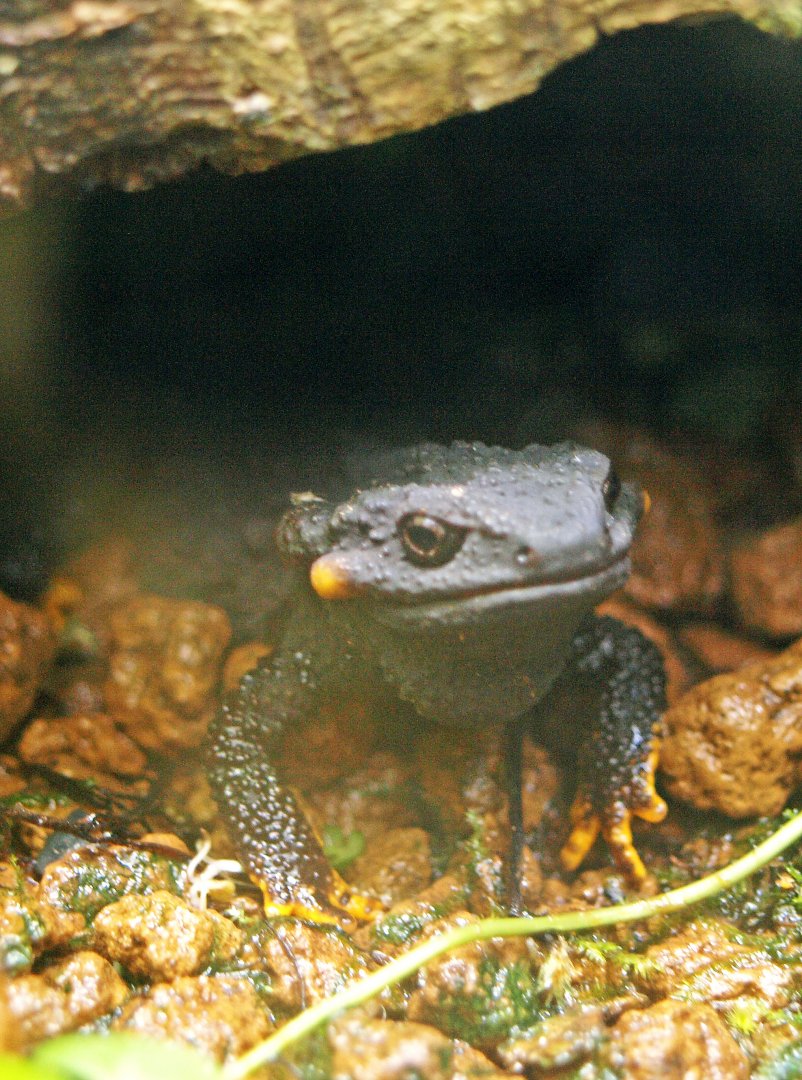 Anderson's crocodile newt
