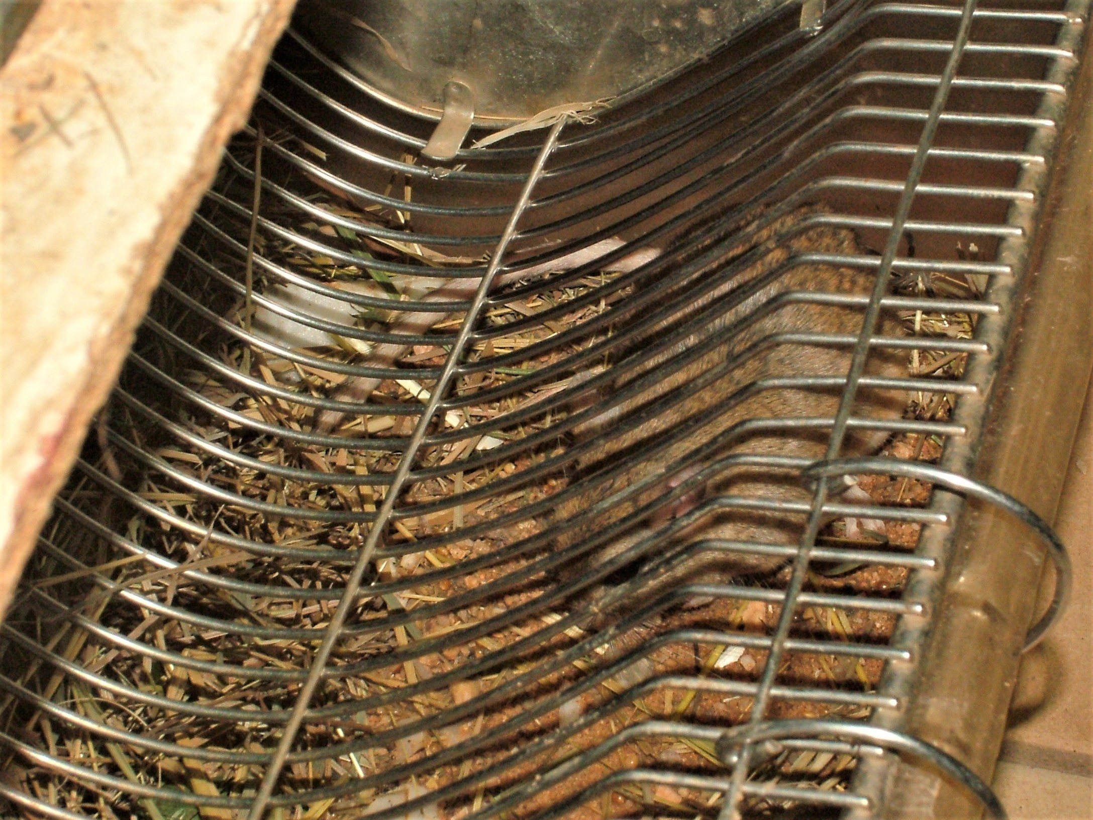 Anderson's Gerbil at Pilsen, 01/09/12