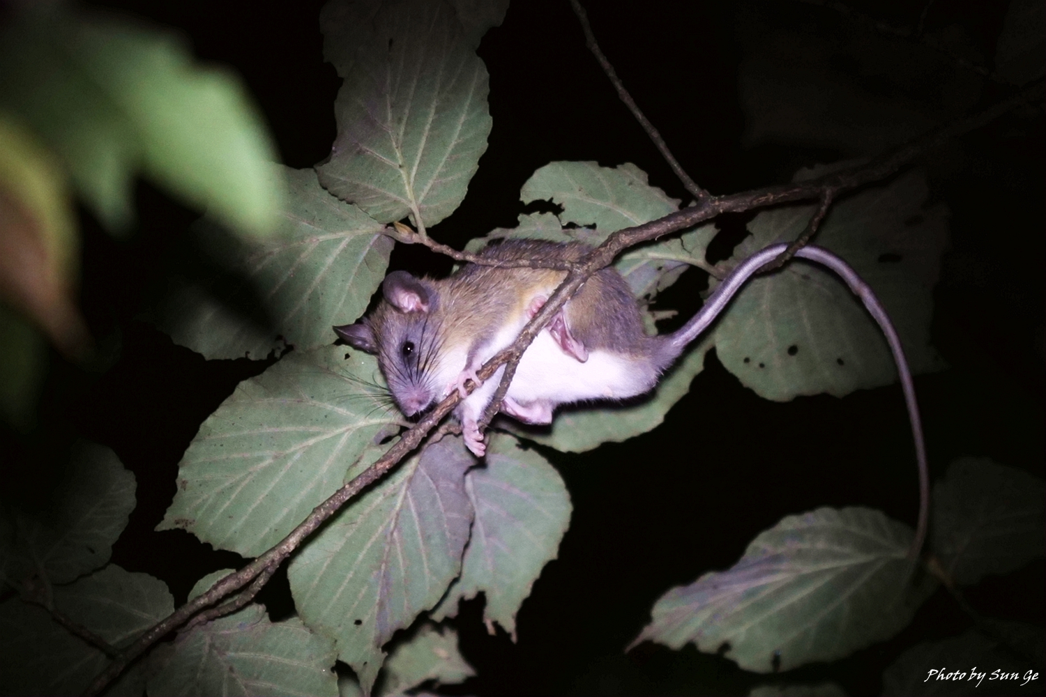 Anderson's niviventer