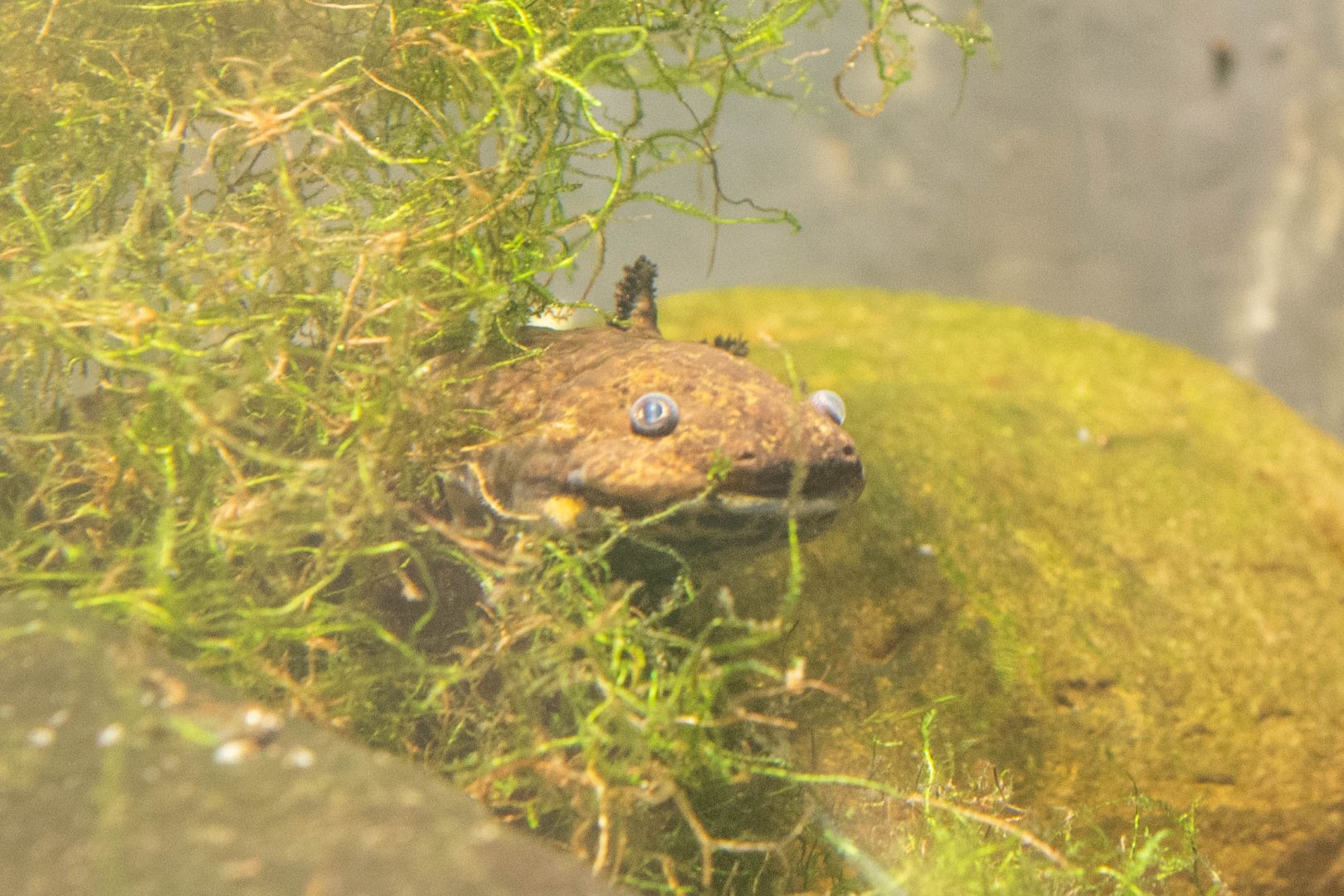 Anderson's Salamander- (Ambystoma andersoni)