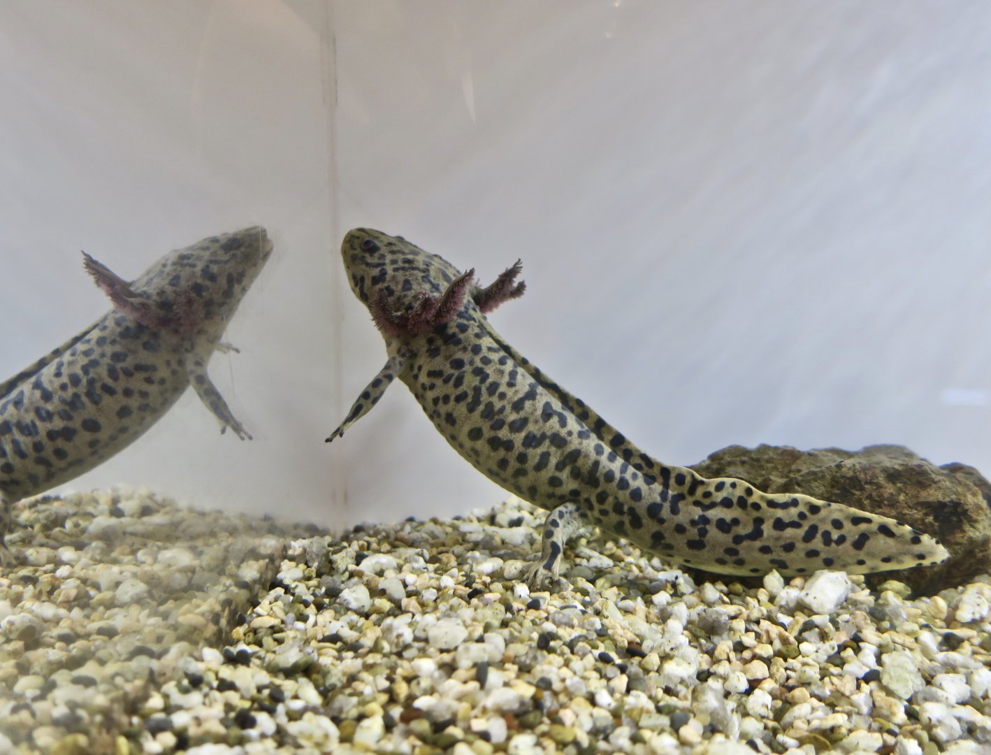 Anderson's Salamander (Ambystoma andersoni)