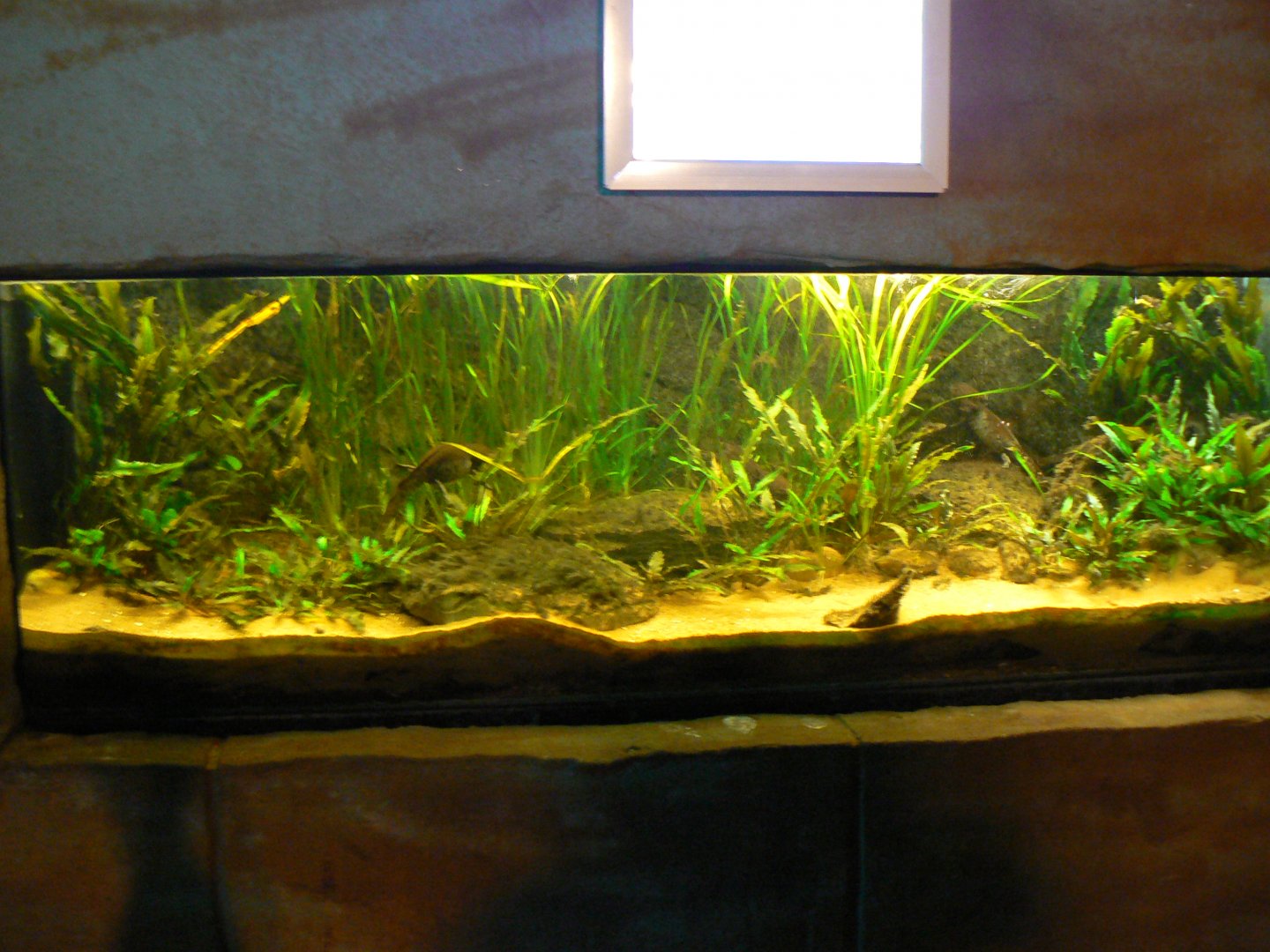 Anderson's Salamander Aquarium - 23 March 2017