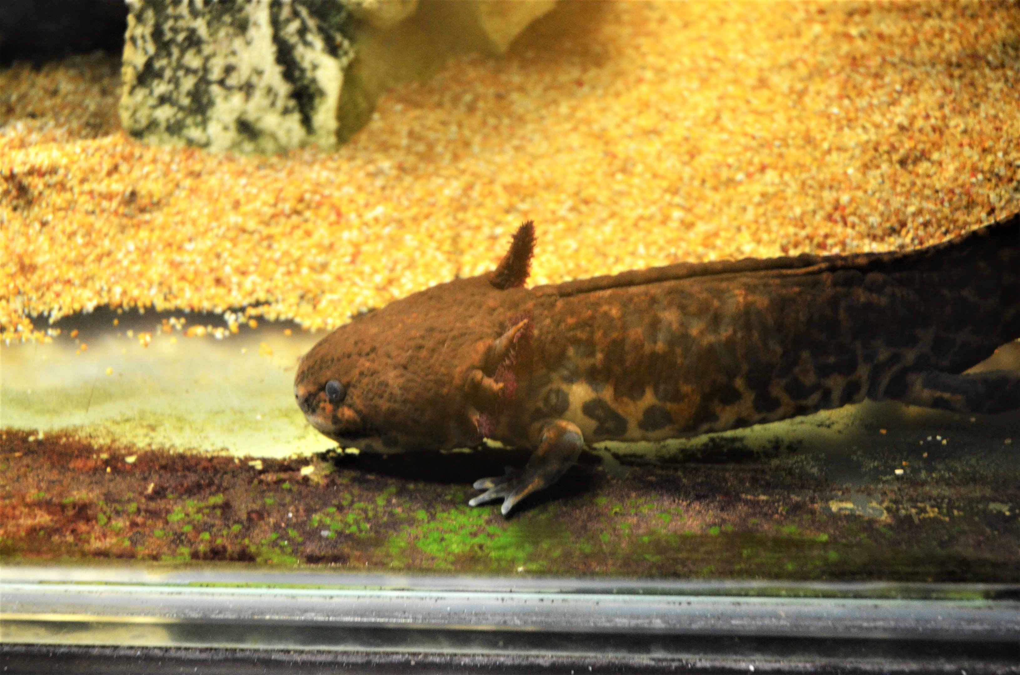 Anderson's Salamander at Ljubljana Zoo, 07/03/18