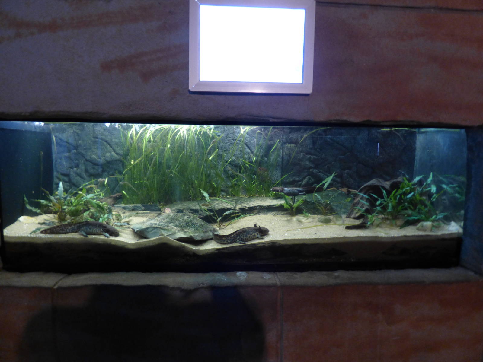 Anderson's Salamander Exhibit