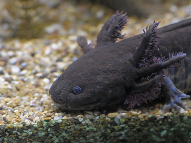 Andersons salamander neotonous