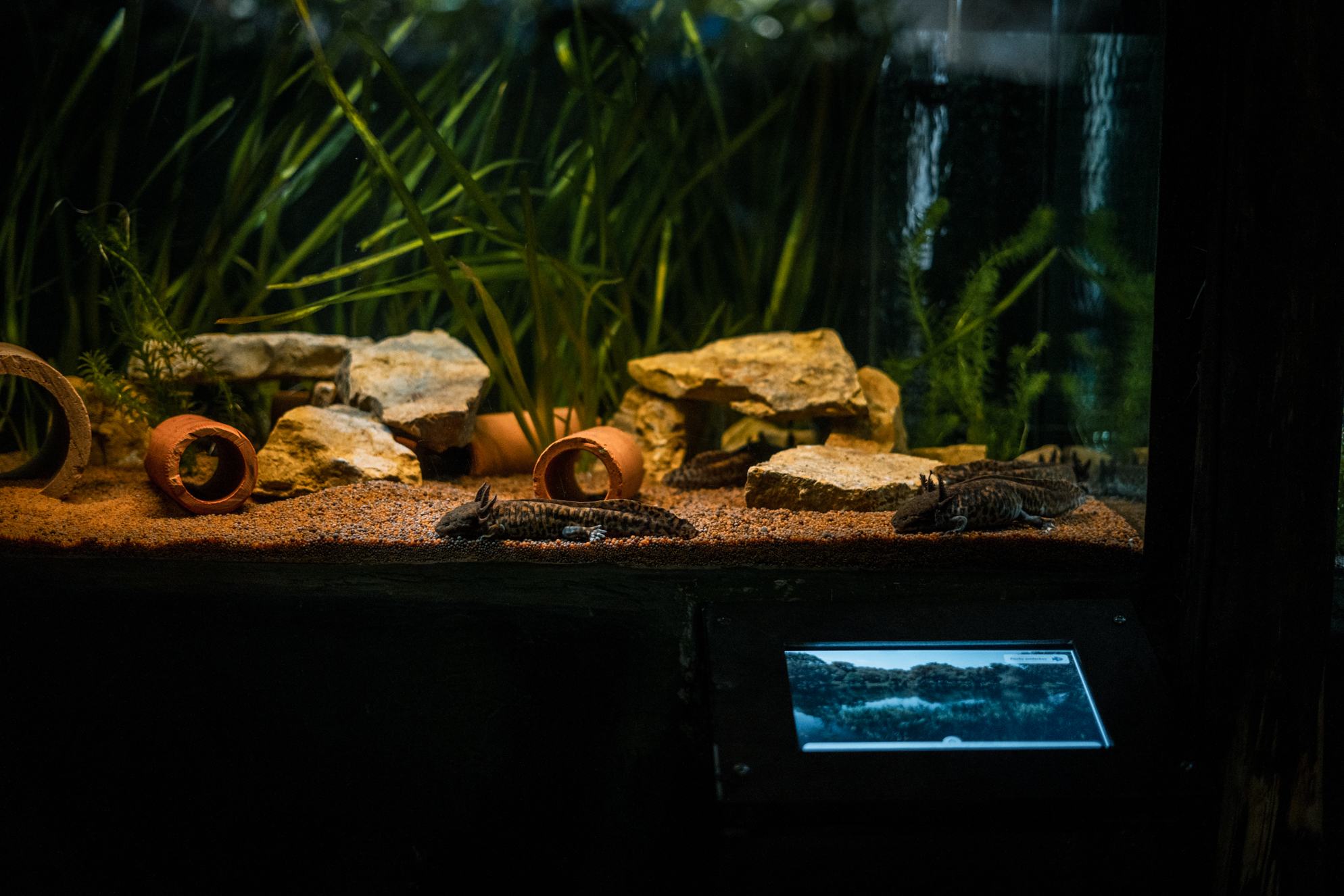 Anderson's Salamander Tank