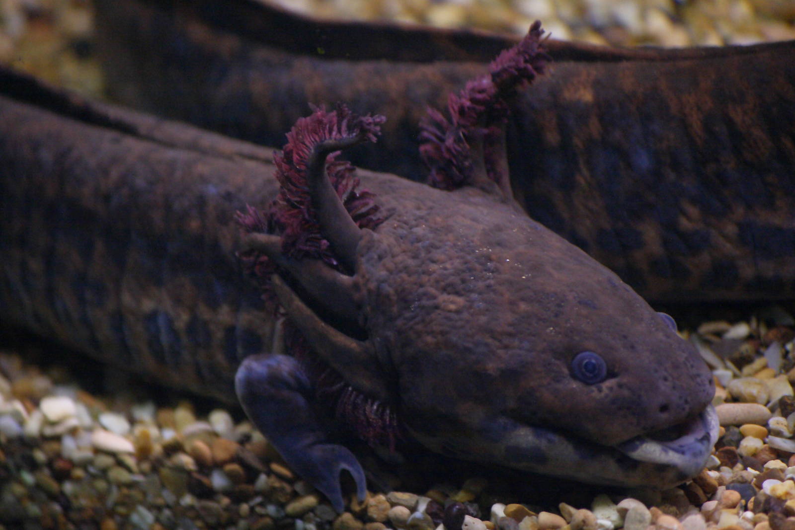 Anderson's salamander