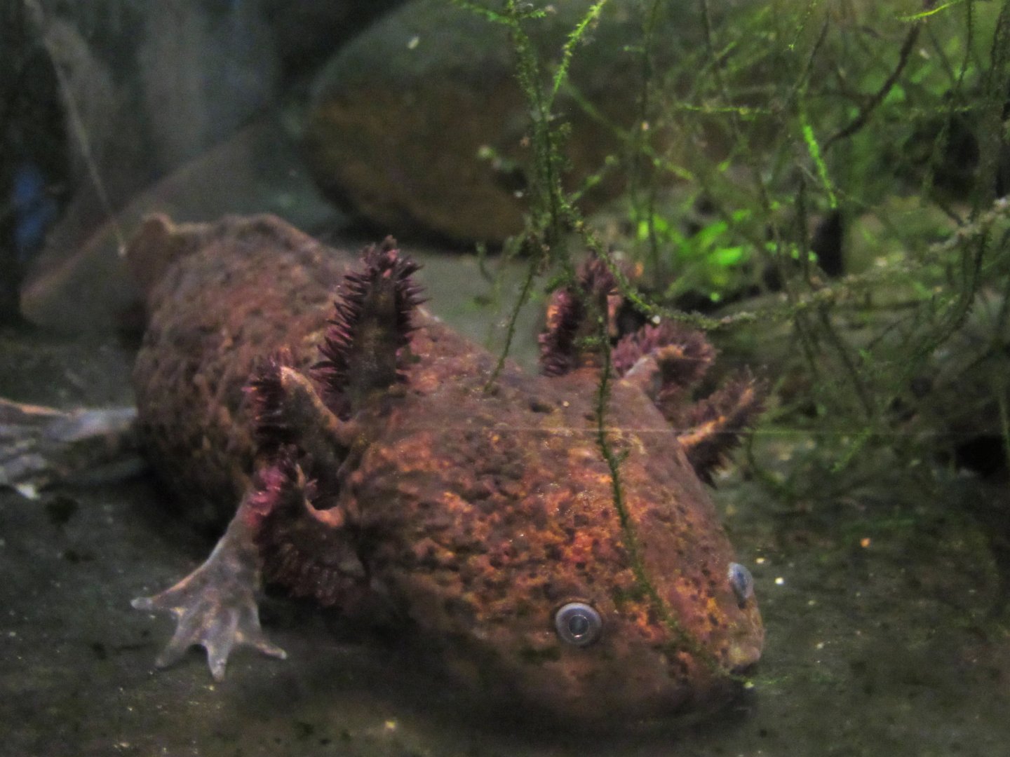 Anderson's salamander