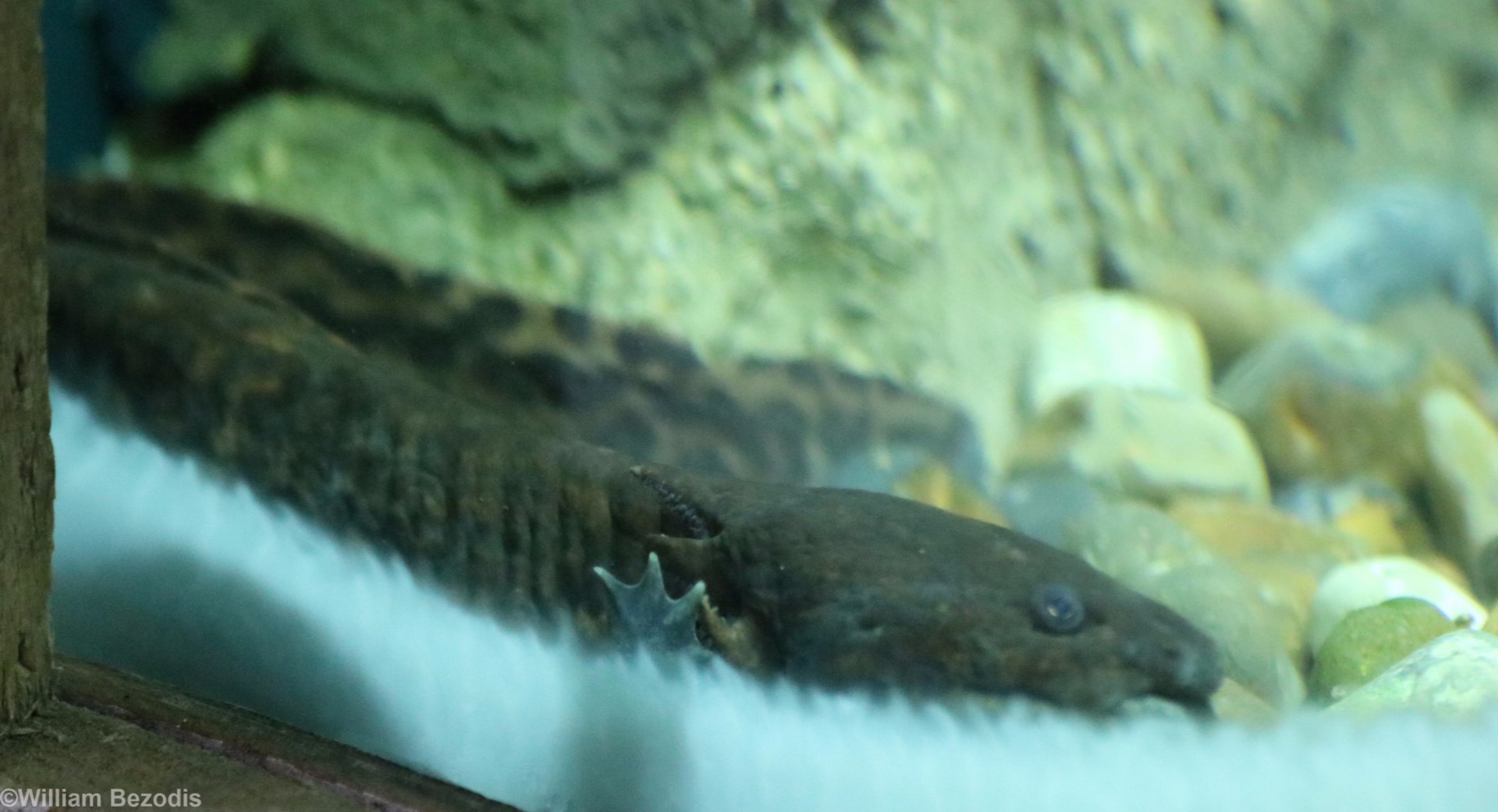 Anderson's Salamander